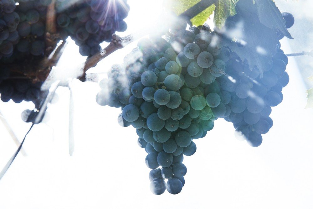 Ruca Malen viña image